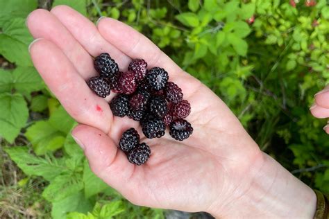 Как произносится wildberries .